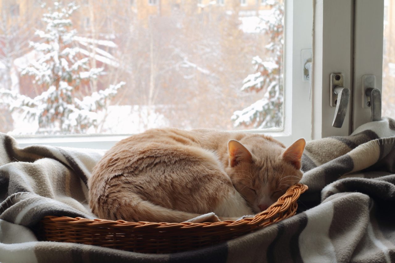 Cat Winter Coat: Do Cats Become Fluffier During The Winter?