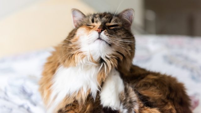 siberian maine coon mix