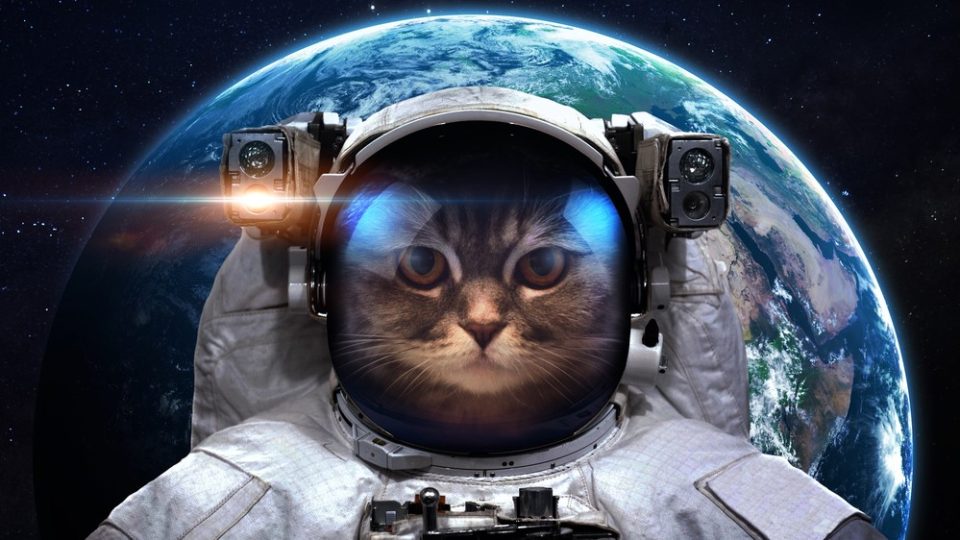 450+ Best Space Names For Cats: Be Unique