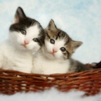 ikiz kedi isimleri