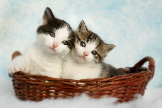 twin cat names