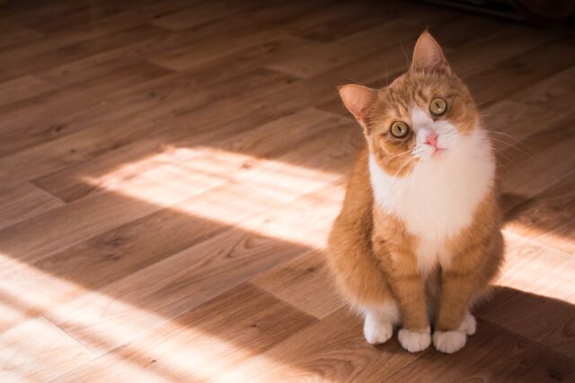when should i let my kitten roam the house