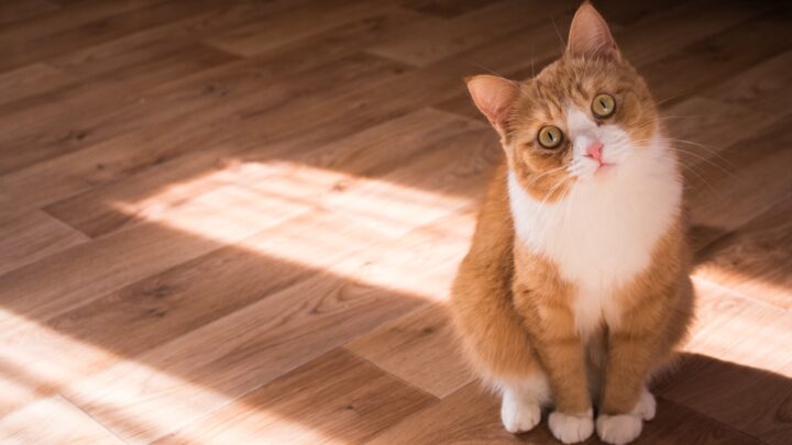 When Should I Let My Kitten Roam The House: Tips And Tricks