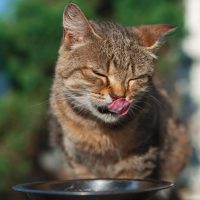 why do cats close their eyes when they eat