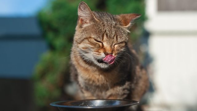 why do cats close their eyes when they eat