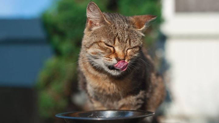 Why Do Cats Close Their Eyes When They Eat? What’s The Tea?