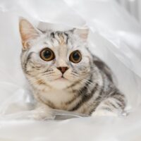 why do cats like bags