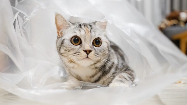 why do cats like bags