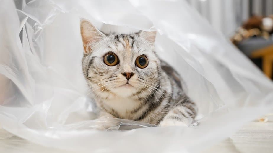 why do cats like bags