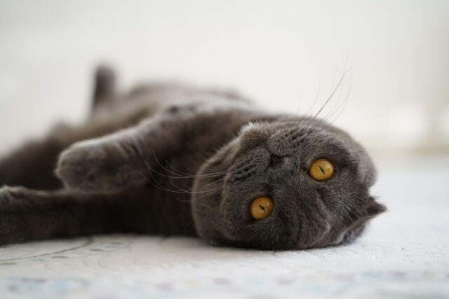 why do cats shake their heads when they eat