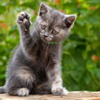 why do cats shake their paws