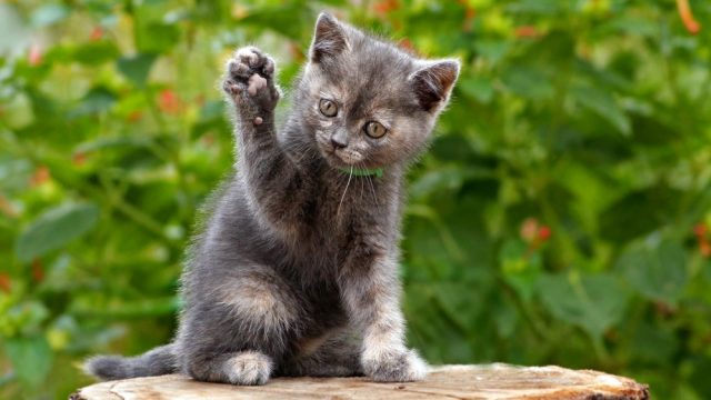 why do cats shake their paws