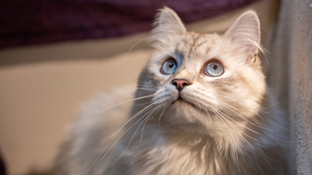 Why Do Cats Stare At Nothing? 9 Surprising Reasons