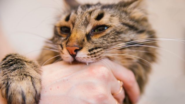 why does my cat bite me in the morning