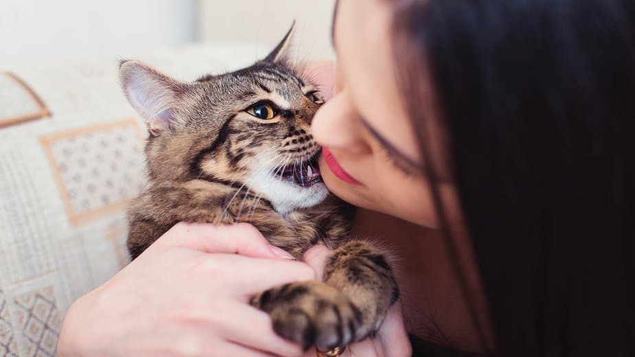 12 possible reasons your cat keeps biting your nose