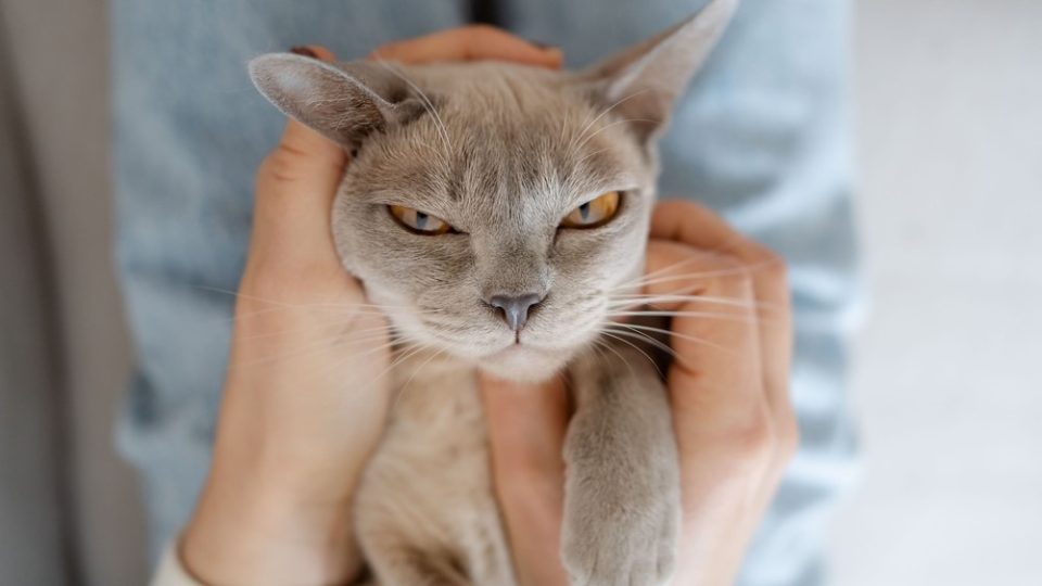 Why Does My Cat Hit Me With Her Tail? Is It A Sign Of Anger?