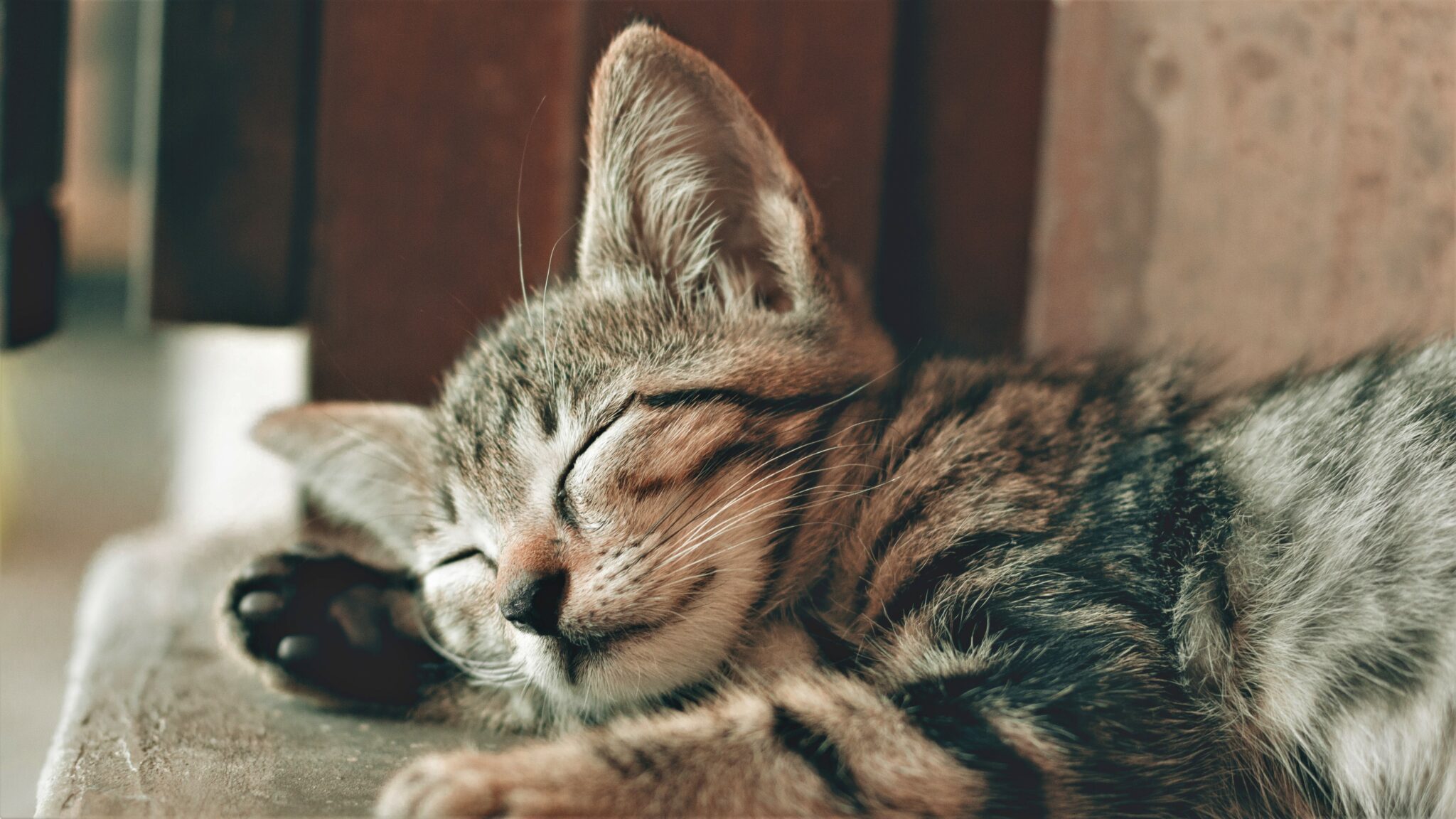 Why Does My Cat Sleep Outside My Door? The Adoorable Truth