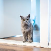 why does my cat wait outside my bedroom door