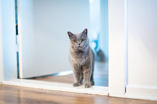 why does my cat wait outside my bedroom door