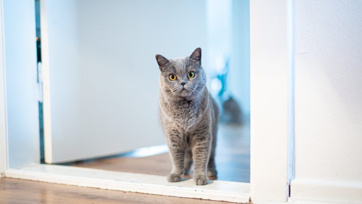Kafam Karıştı: Kedim Neden Yatak Odamın Kapısının Önünde Bekliyor? 