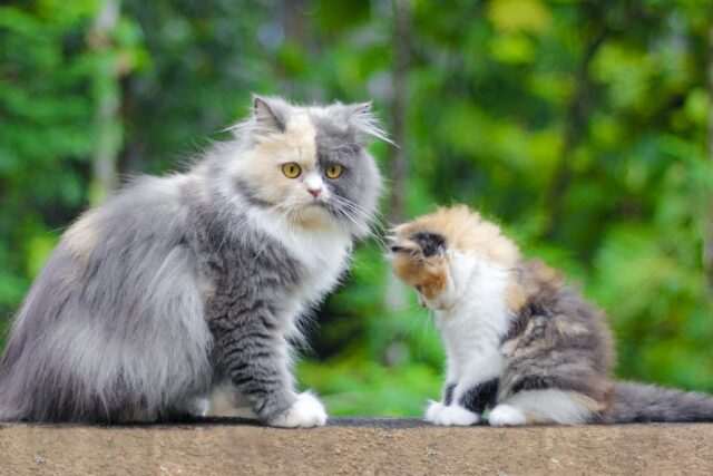will neutered male cat hurt kittens