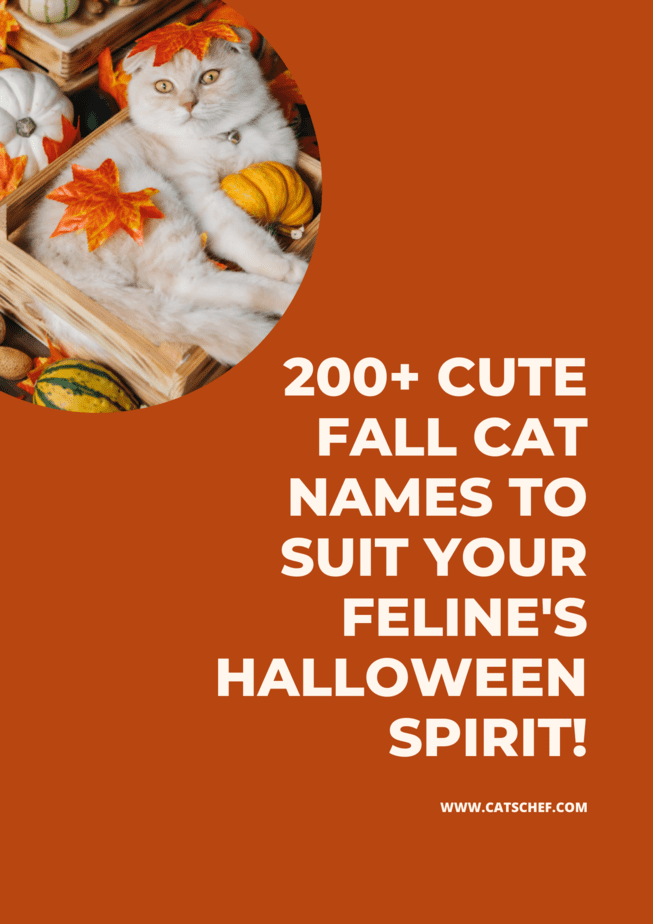 200+ Cute Fall Cat Names To Suit Your Feline's Halloween Spirit!