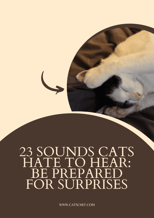 23 Sounds Cats Hate To Hear: Be Prepared For Surprises