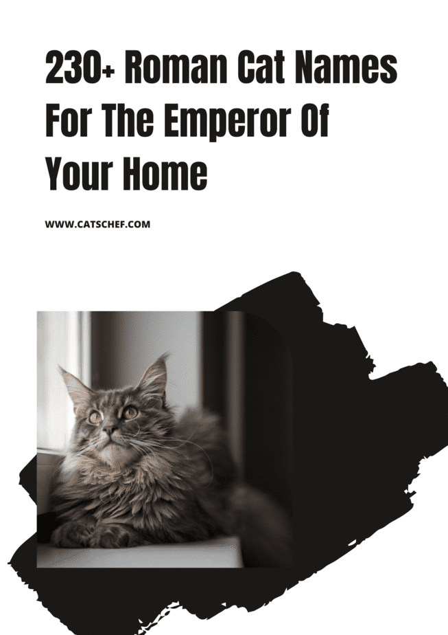 230+ Roman Cat Names For The Emperor Of Your Home