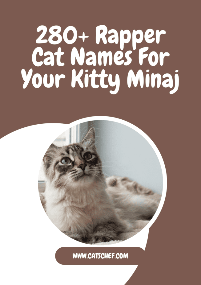 280+ Rapper Cat Names For Your Kitty Minaj