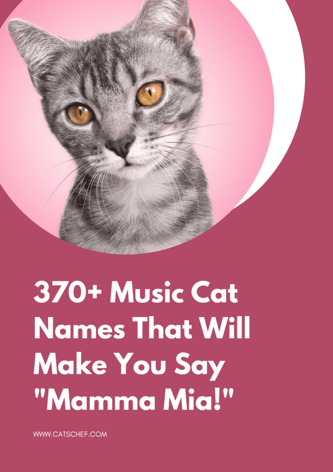 370+ Music Cat Names That Will Make You Say "Mamma Mia!"