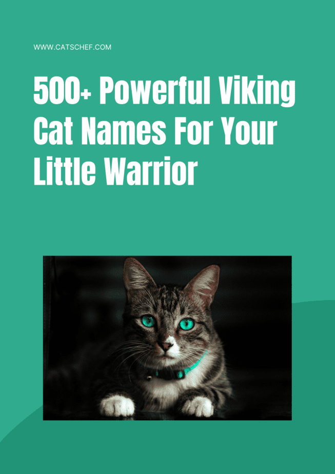 500+ Powerful Viking Cat Names For Your Little Warrior