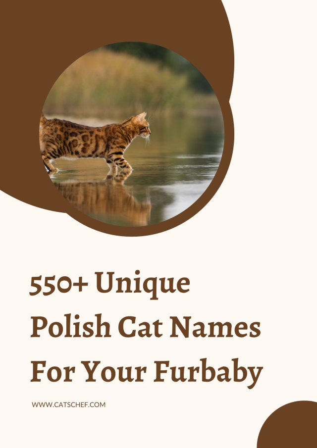 550+ Unique Polish Cat Names For Your Furbaby