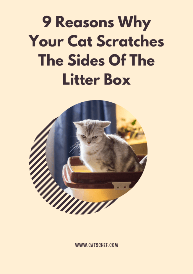 9 Reasons Why Your Cat Scratches The Sides Of The Litter Box