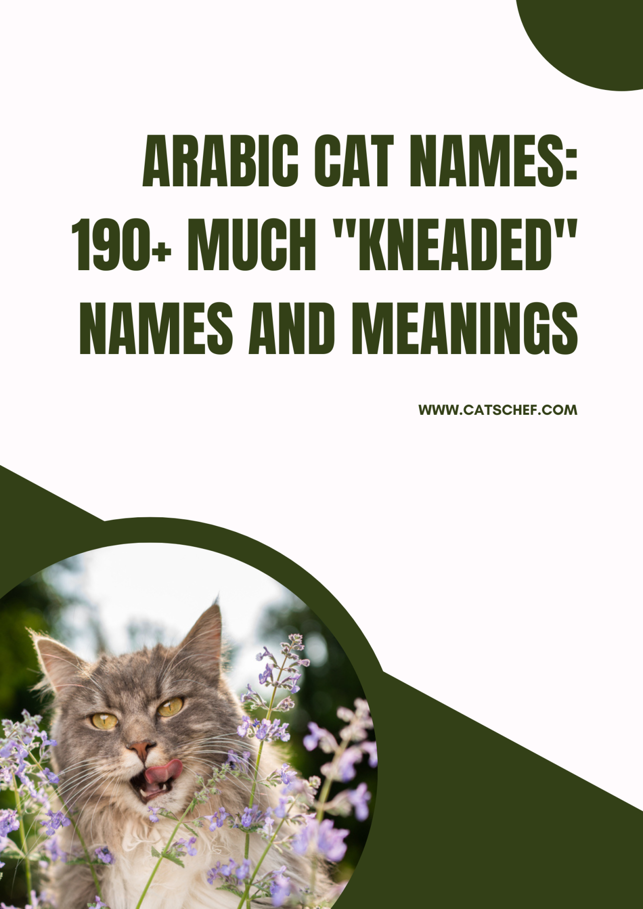 Arabic Cat Names