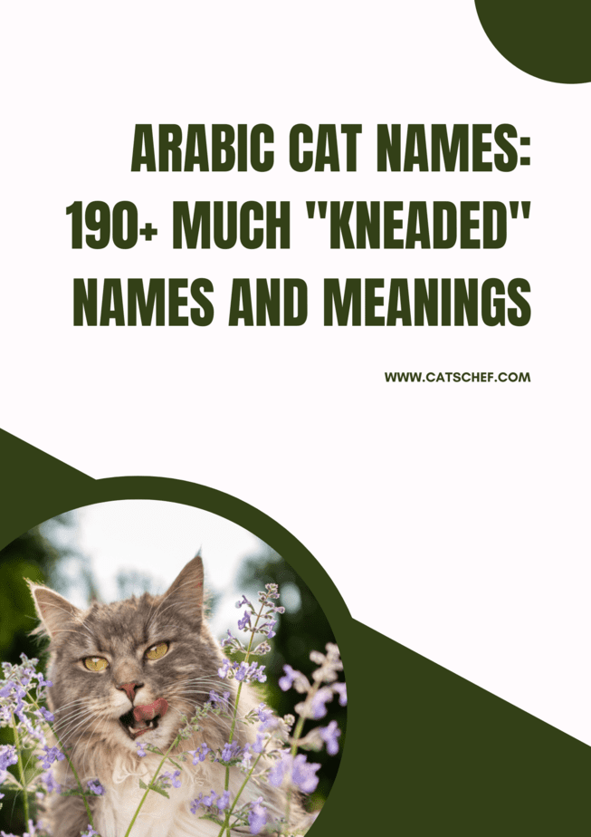 Arabic Cat Names: 190+ Much "Kneaded" Names And Meanings