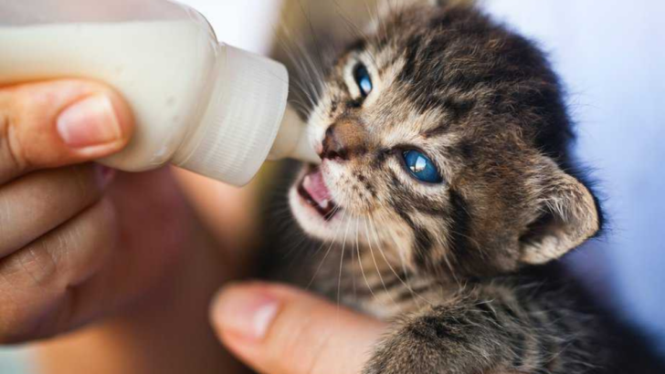 5 Reasons Hand-Reared Kittens Might Be Extra Loving