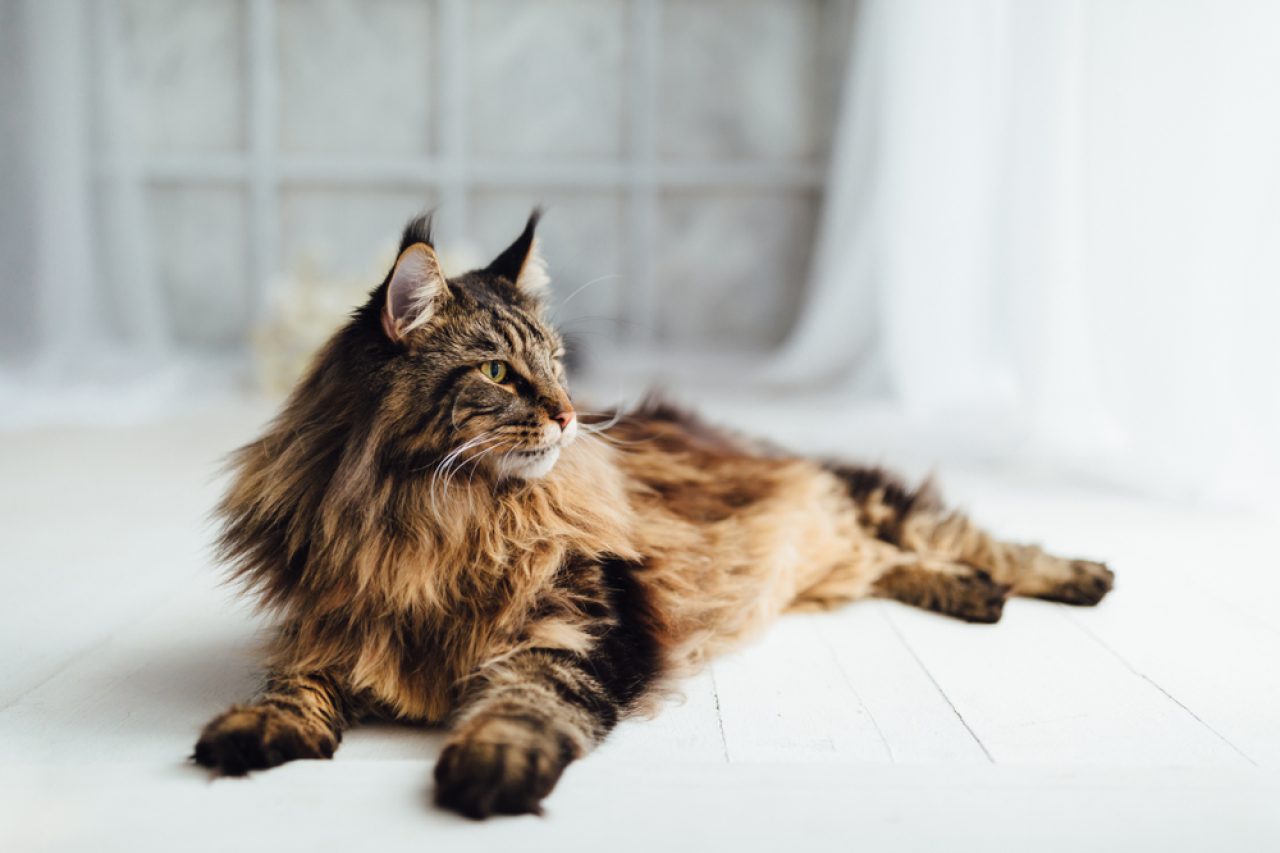 Are Maine Coon Hypoallergenic? Will They Make You Sneeze?