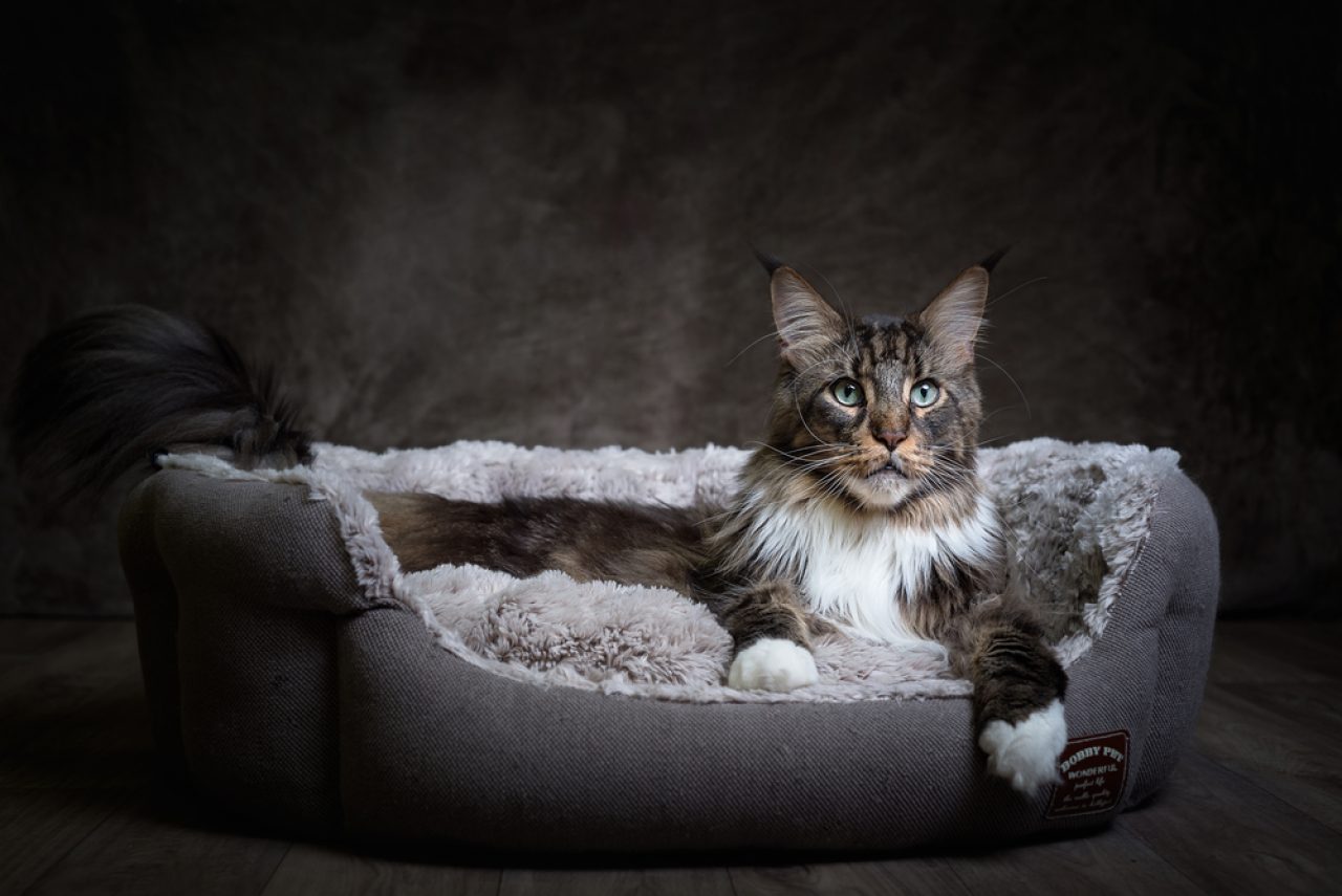 Are Maine Coon Hypoallergenic? Will They Make You Sneeze?