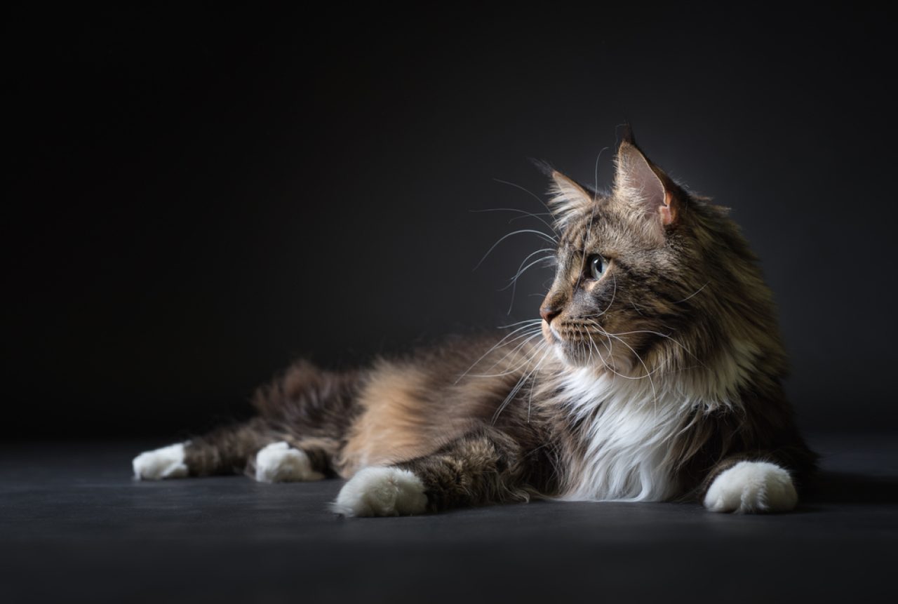 Are Maine Coon Hypoallergenic? Will They Make You Sneeze?