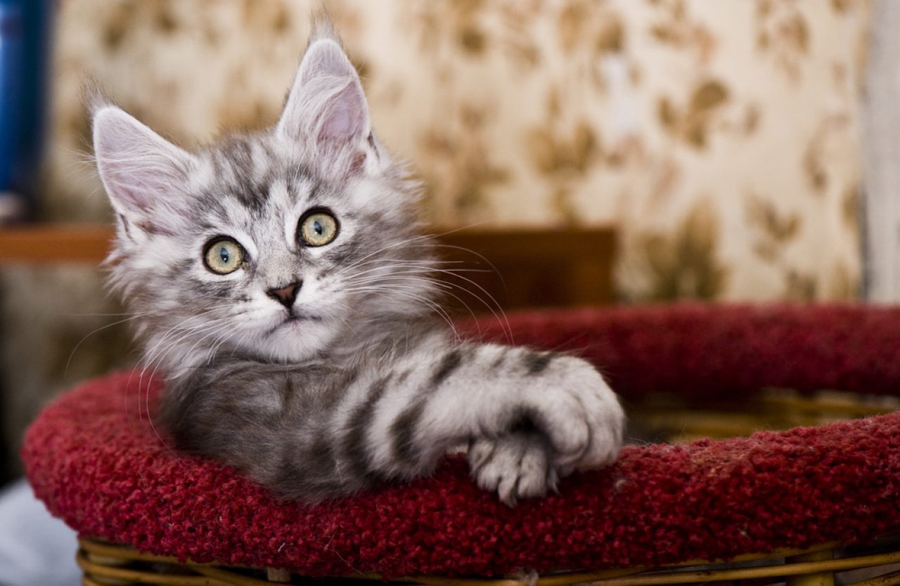 Are Maine Coon Hypoallergenic? Will They Make You Sneeze?