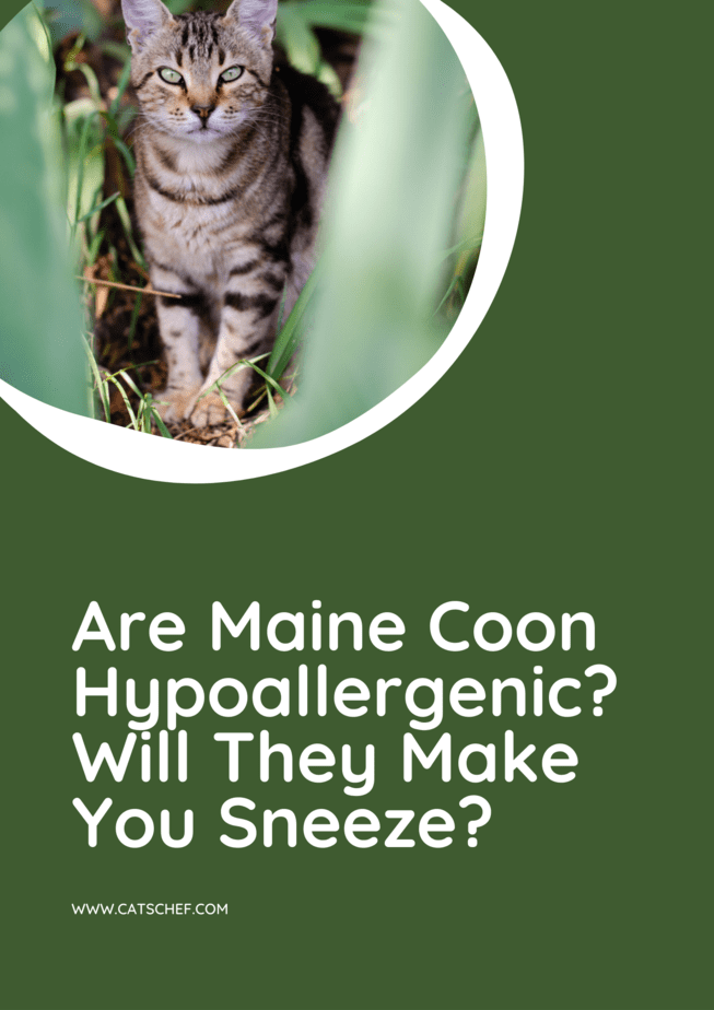 Are Maine Coon Hypoallergenic? Will They Make You Sneeze?