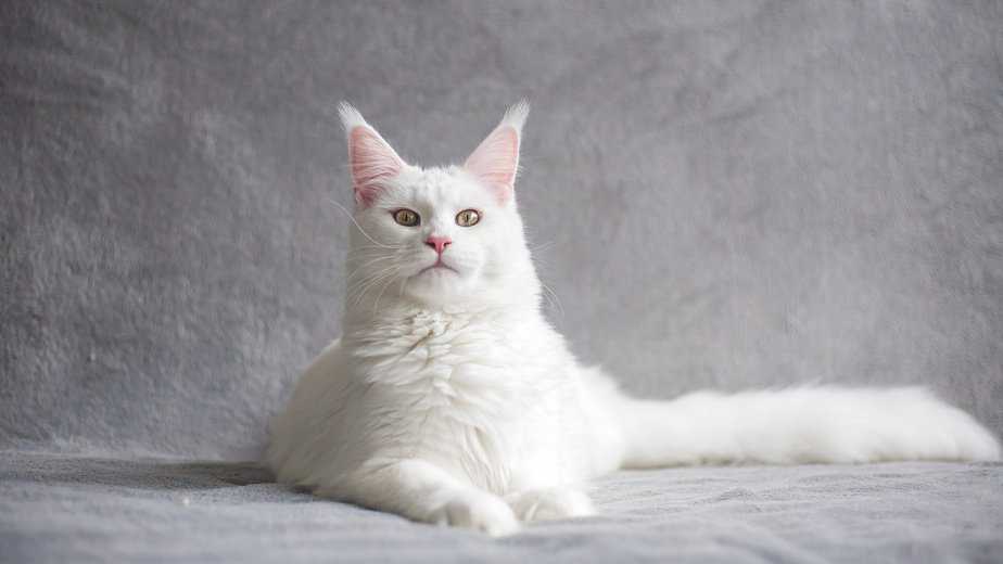 Are Maine Coon Hypoallergenic