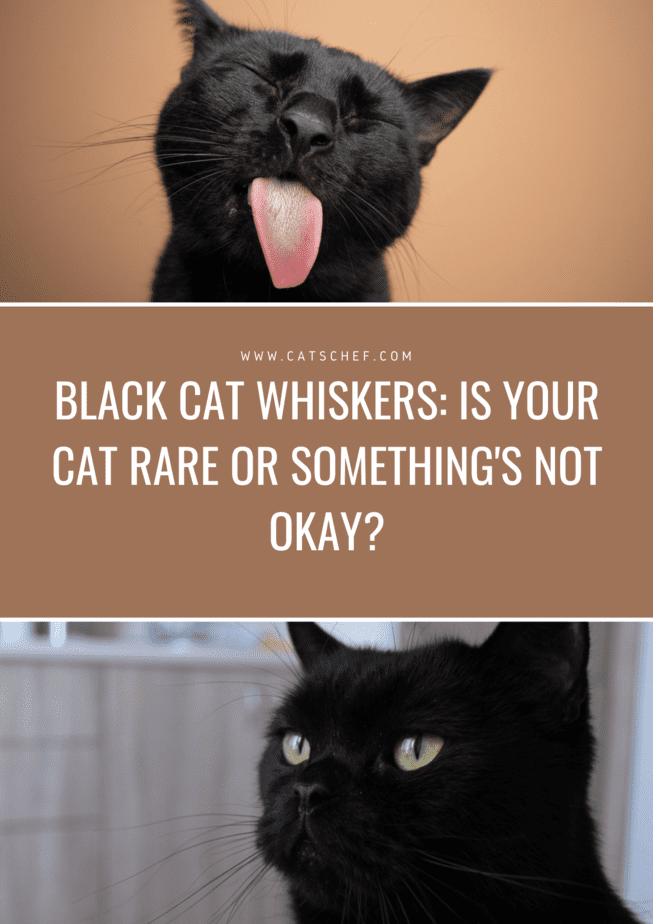 Black Cat Whiskers: Is Your Cat Rare Or Something's Not Okay?