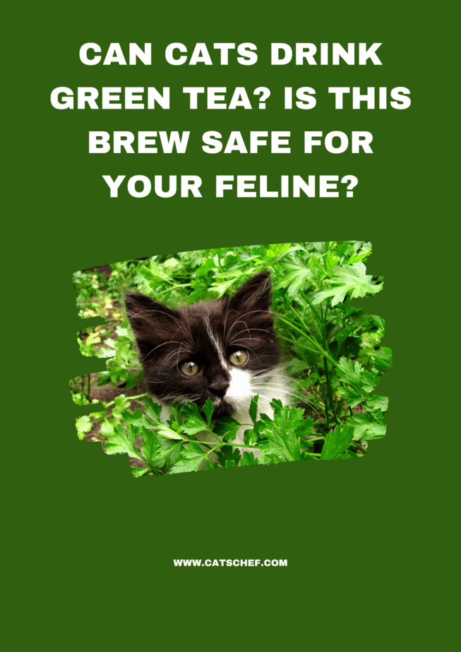 Can Cats Drink Green Tea? Is This Brew Safe For Your Feline?