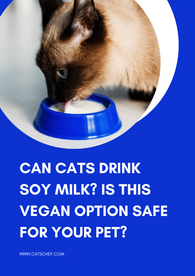 Photo inspiration: Picture Idea: Can Cats Drink Soy Milk Is This Vegan Option Safe