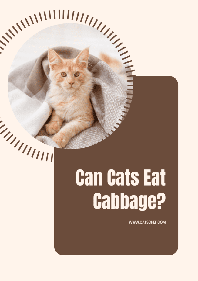 Can Cats Eat Cabbage?