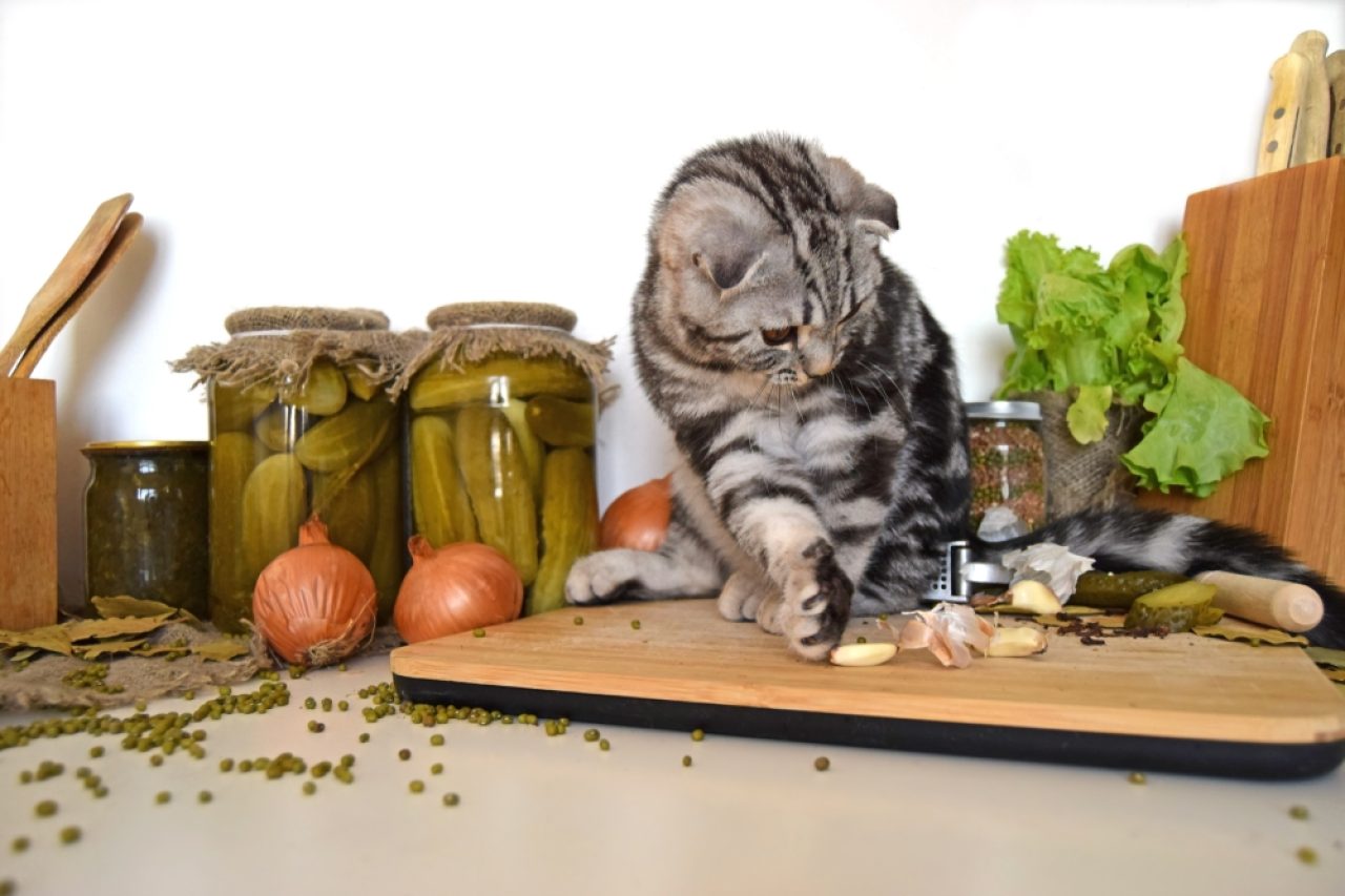 Can Cats Eat Garlic Does Your Cat Clove This Tasty Treat