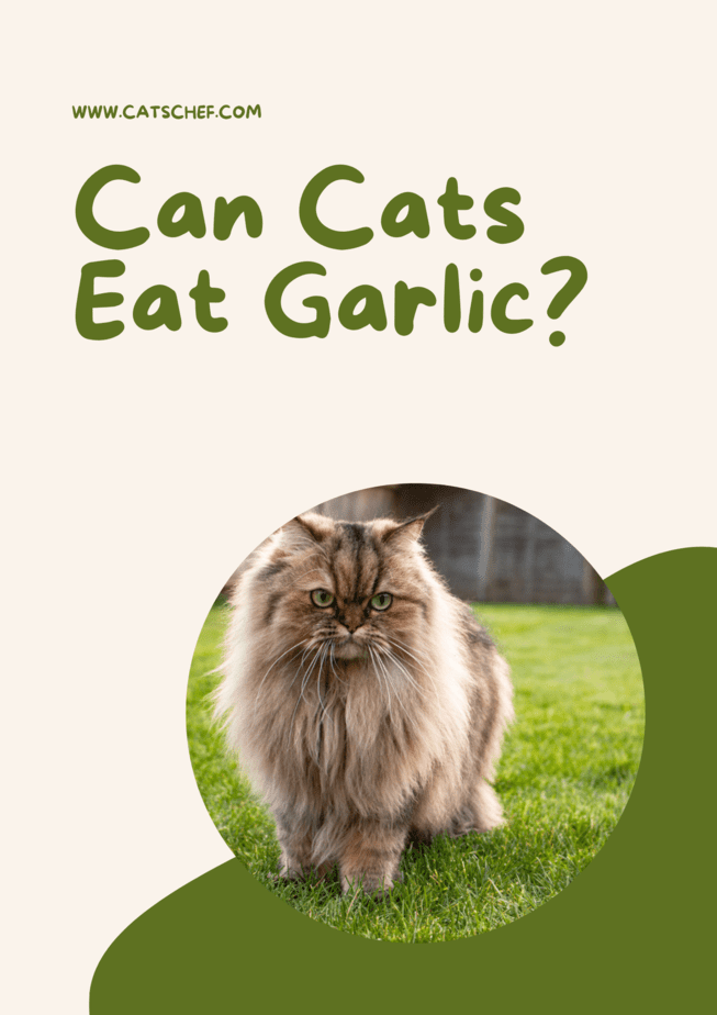 Can Cats Eat Garlic?