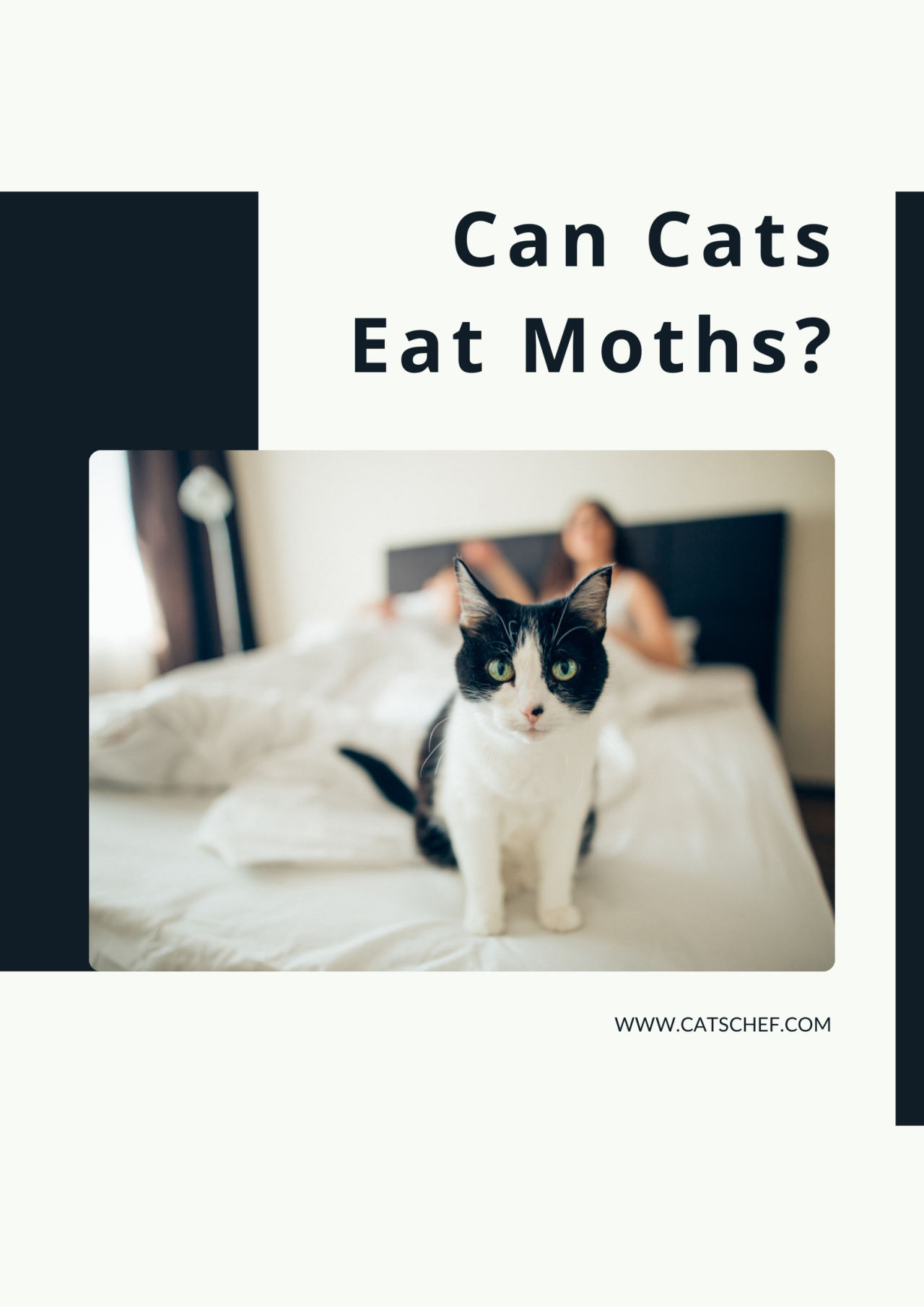 Can Cats Eat Moths? They Might Not Like Them Very "Moth"
