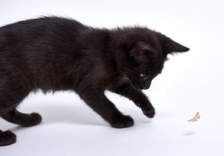 Can Cats Eat Moths? They Might Not Like Them Very "Moth"